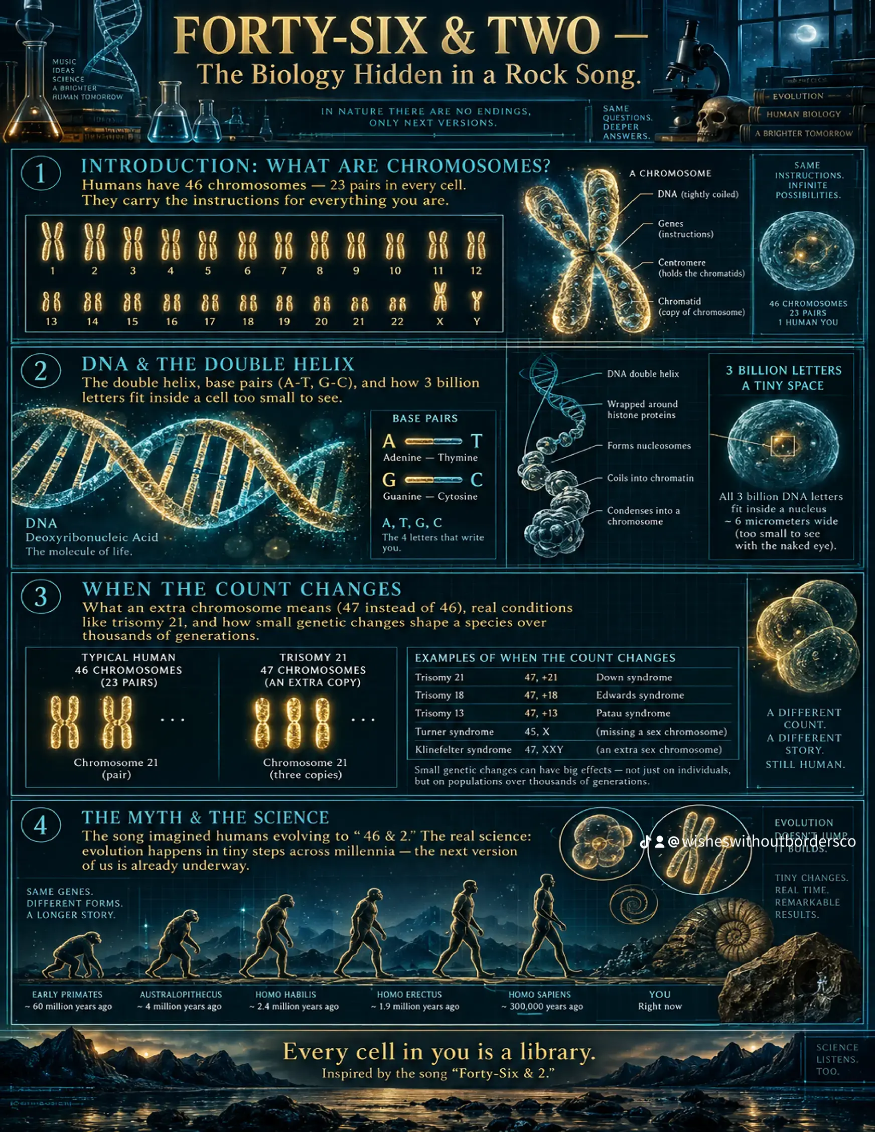 A detailed infographic explaining chromosomes and DNA